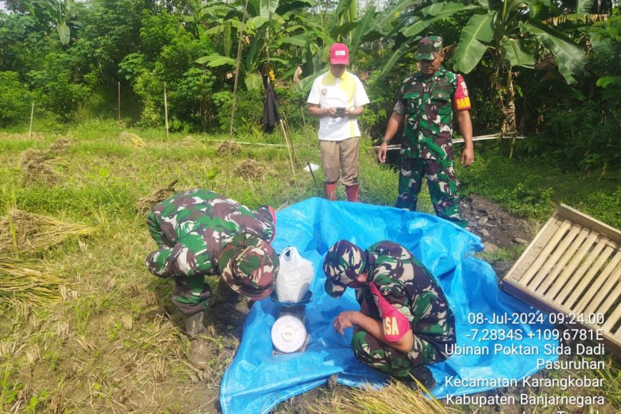 Babinsa Bersama PPL Dampingi Petani Ubinan Padi di Desa Pasuruhan