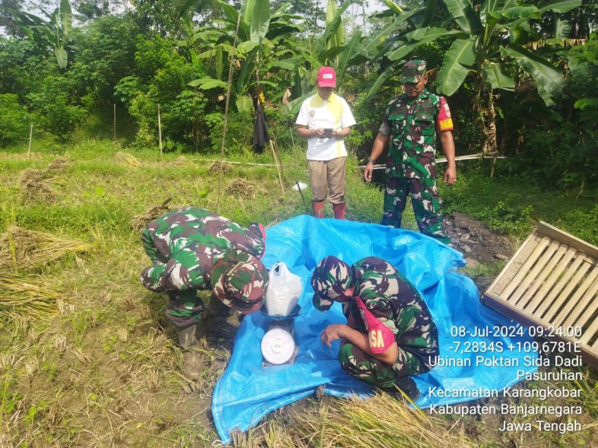 Babinsa Bersama PPL Dampingi Petani Ubinan Padi di Desa Pasuruhan