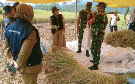 Wujudkan Kemandirian Pangan Babinsa Beserta PPL Bantu Petani Panen Padi