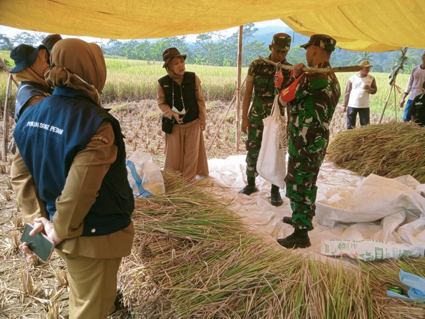 Wujudkan Kemandirian Pangan Babinsa Beserta PPL Bantu Petani Panen Padi