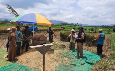 Panen Bersama Personil Koramil dan Kelompok Tani Margo Tani Wangi II