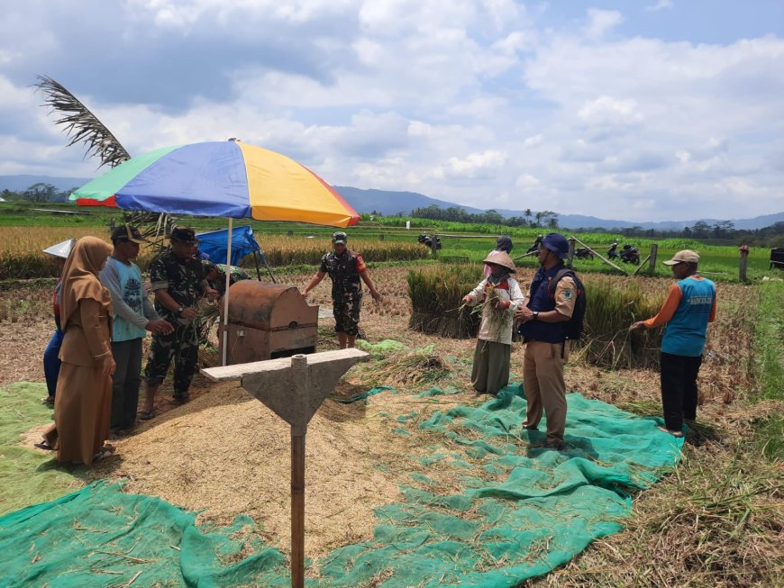 Panen Bersama Personil Koramil dan Kelompok Tani Margo Tani Wangi II