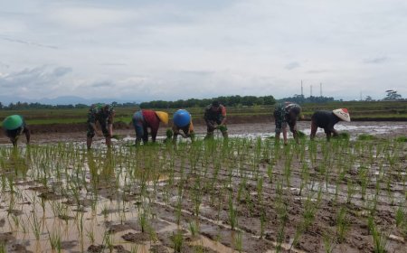 Babinsa Dampingi Petani di Desa Kebanaran untuk Sukseskan Swasembada Pangan