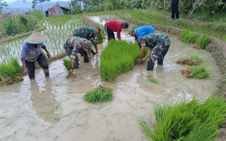 Bersama Anggota Danramil 17/Wanayasa Aktif Bantu Petani Cabut Benih Padi