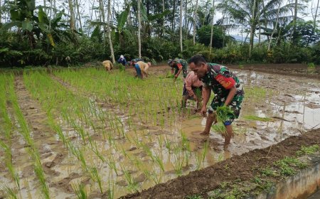 Babinsa Koramil 03/Wanadadi Bantu Poktan Margo Tani Wangi II Desa Kandangwangi dalam Percepatan Tanam Padi