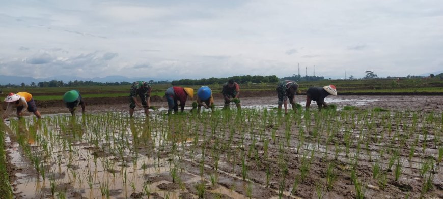 Babinsa Dampingi Petani di Desa Kebanaran untuk Sukseskan Swasembada Pangan