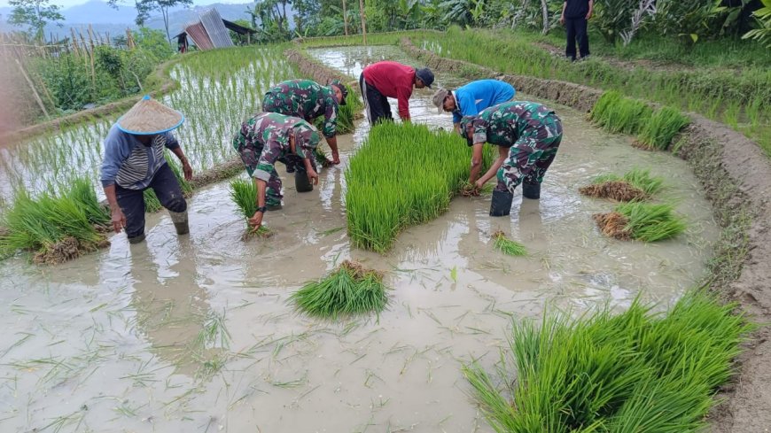 Bersama Anggota Danramil 17/Wanayasa Aktif Bantu Petani Cabut Benih Padi