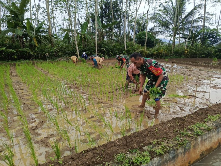 Babinsa Koramil 03/Wanadadi Bantu Poktan Margo Tani Wangi II Desa Kandangwangi dalam Percepatan Tanam Padi