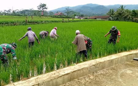 KORAMIL 14/MADUKARA BANTU PETANI RAWAT TANAMAN PADI