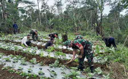 Babinsa Bantu Petani Bersihkan Rumput Dan Gulma Di Area Perkebunan