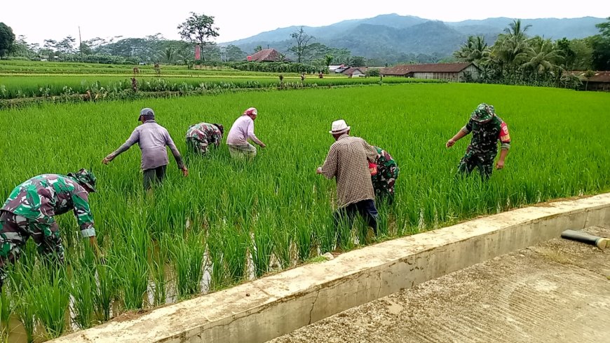 KORAMIL 14/MADUKARA BANTU PETANI RAWAT TANAMAN PADI