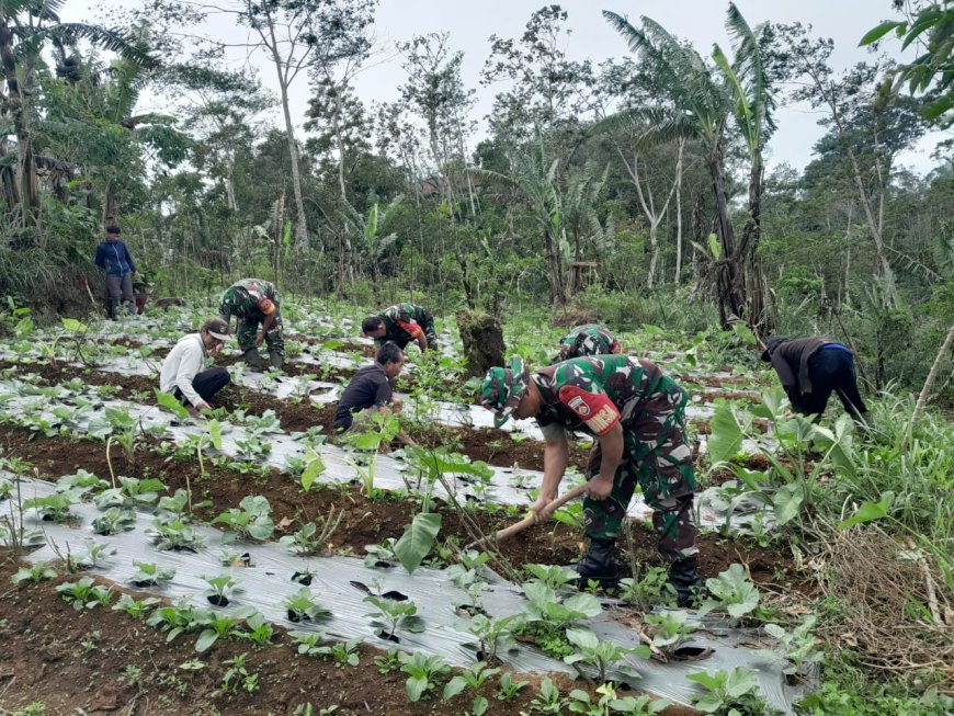 Babinsa Bantu Petani Bersihkan Rumput Dan Gulma Di Area Perkebunan