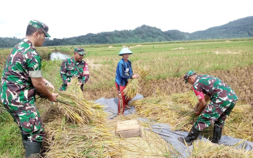 Babinsa Koramil 06 Kalibening Dampingi Petani Panen Padi di Dusun Semingkir