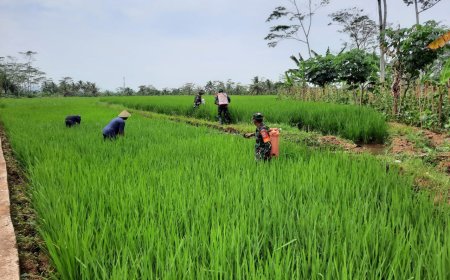 Koramil 03 Wanadadi Bersama Petani Gelar Gerdal Kendalikan Hama Padi di Desa Medayu